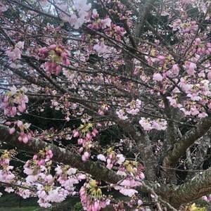 Meet your Posher, Simone